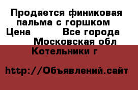 Продается финиковая пальма с горшком › Цена ­ 600 - Все города  »    . Московская обл.,Котельники г.